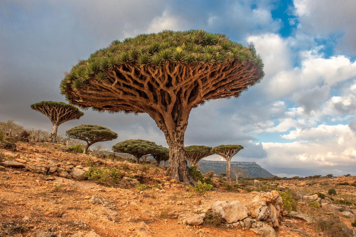 Socotra Island