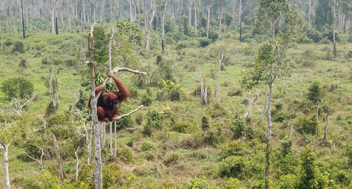 Land and forest fires a major threat to survival of orangutans