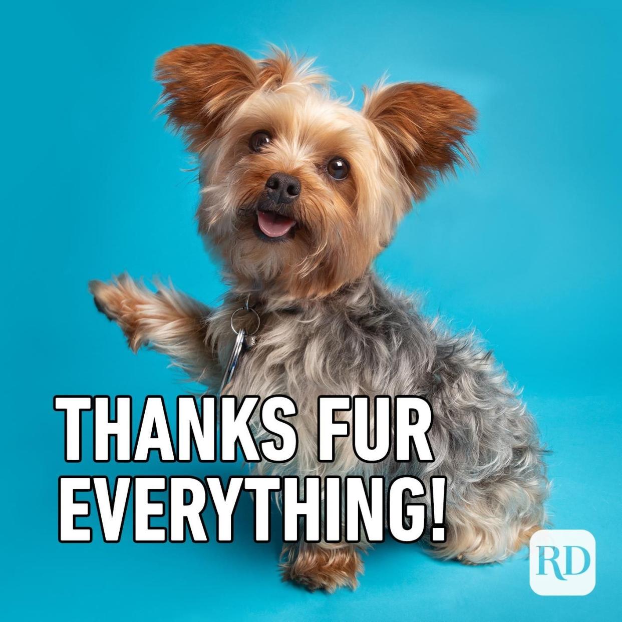 Dog that says Thanks Fur Everything