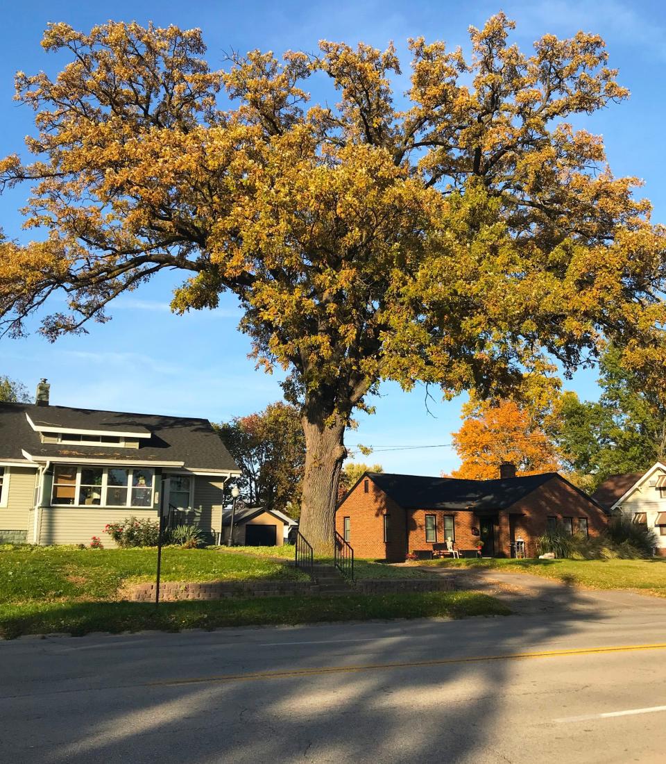 This majestic white oak tree stands 60 feet tall in the front yard of 1161 W. Main (across from Gray’s Sandwich shop). It’s one of Mayor Peter Schwartzman’s favorite trees in Galesburg.