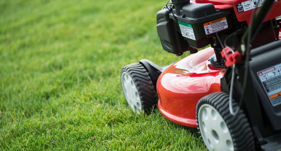 An expert said it won't be necessary to mow the mushrooms down because they will soon turn into a slimy puddle. Source: Getty