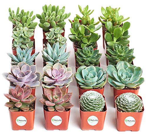 Assorted Collection of Live Succulent Plants