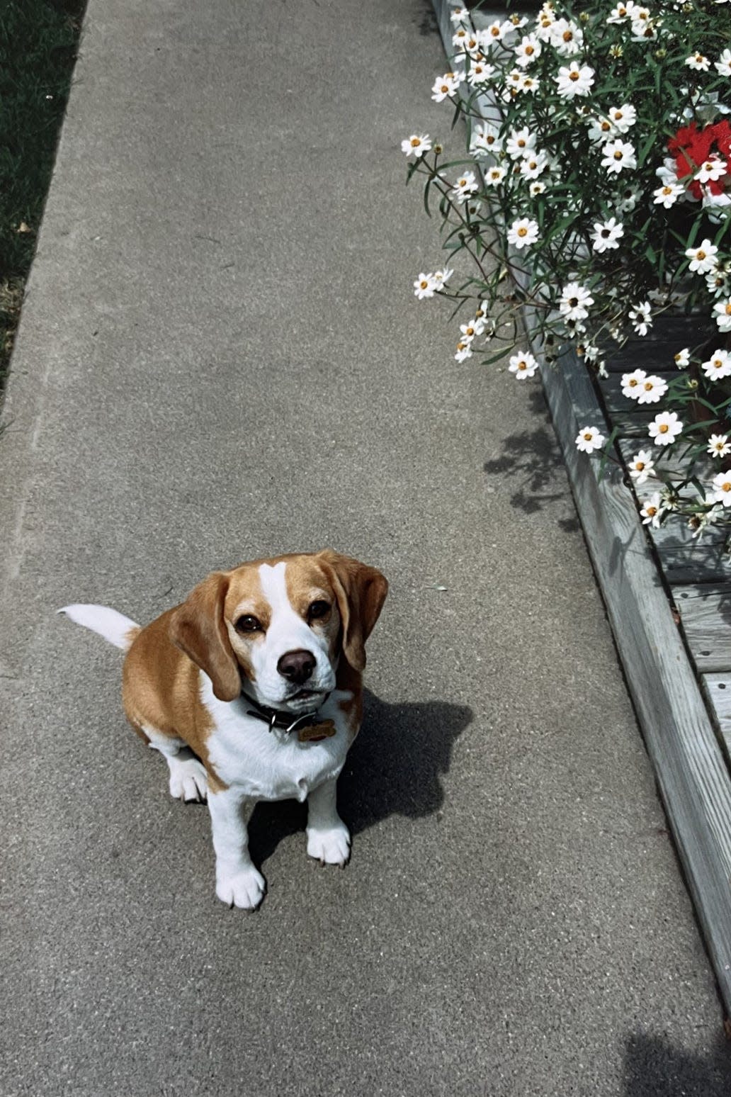 Bea the beagle, who died in 2009, inspired one of the largest donations the Peoria Humane Society has received in their 80-year history.