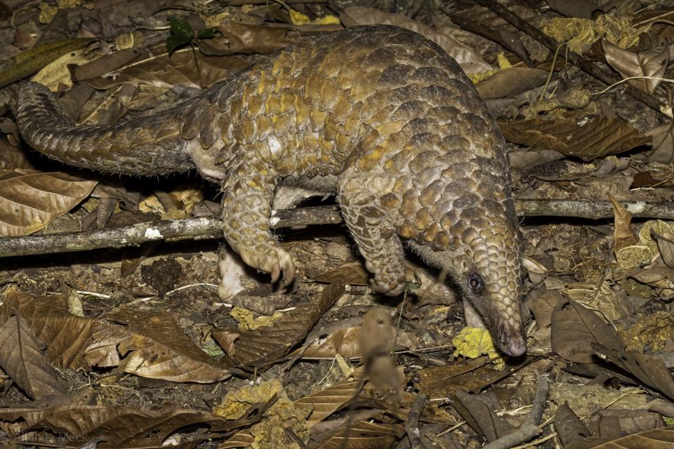 Facebook user Allen Meek had a close encounter with a pangolin in the forest in Mandai, Singapore, Oct 2021. (Photo: Allen Meek)