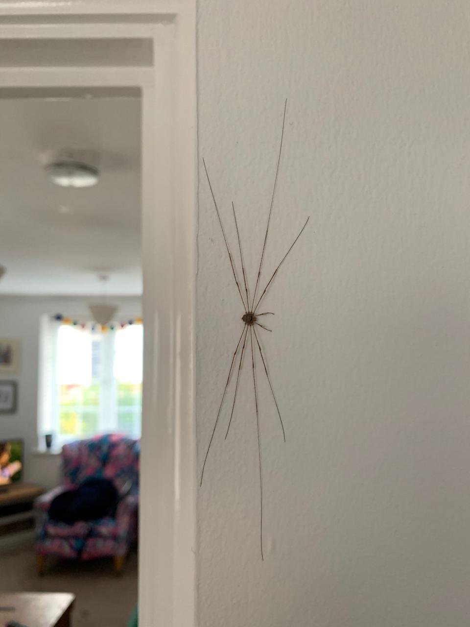 The giant 'harvestman' that was photographed in a house in Cambridge, October 14 2021. See SWNS story SWCAlonglegs. Alina (surname withheld) said she froze when she saw the 7 inch wide creature in her house. The beasty is an Opilones, a group of arachnids closely related to spiders.