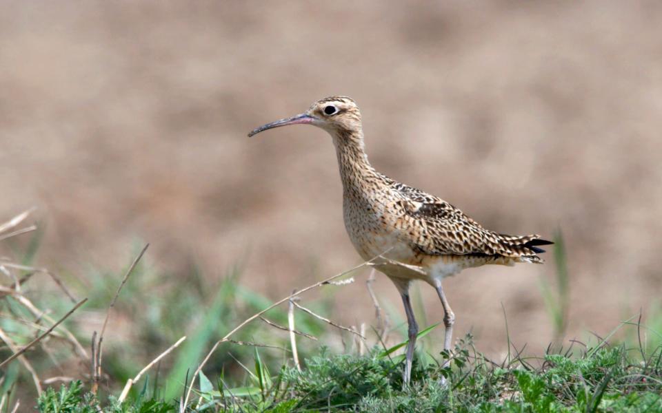 Little curlew