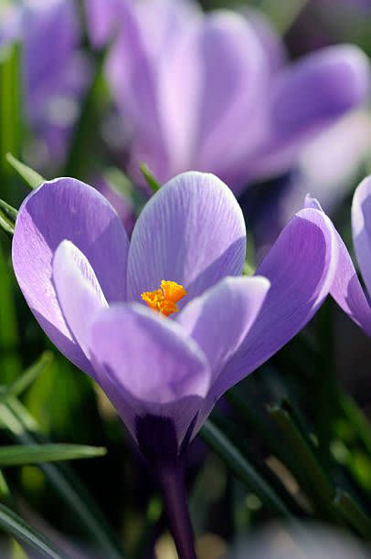 crocus