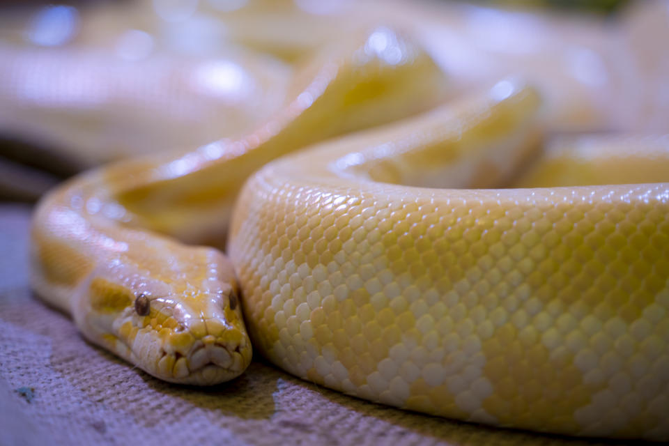 Burmese pythons are one of the largest species of snake in the world. (Getty/stock photo)