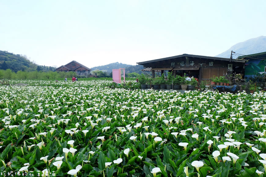 陽明山｜頂湖環狀步道、花谷海芋園