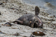 <p>Vista de un pez muerto hoy, viernes 3 de agosto de 2018, en la playa Gulfside City Park, en Sanibel, costa oeste de la Florida (EE.UU.). La “marea roja” que afecta desde hace días la costa suroeste de Florida continúa hoy arrastrando miles de peces muertos hasta playas como la de Sanibel, una isla cuyas aguas muestran en algunas zonas el tono rojizo característico de la floración de la microalga tóxica causante de esta contaminación. EFE/Giorgio Viera </p>