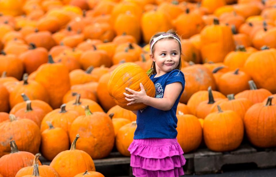 They're here! The pumpkins have arrived! Those glorious gourds that signal fall is here (even when South Florida's weather doesn't want to cooperate) can be found at patches throughout Palm Beach County.