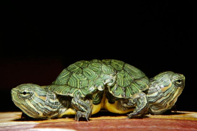 Amazing double headed animals