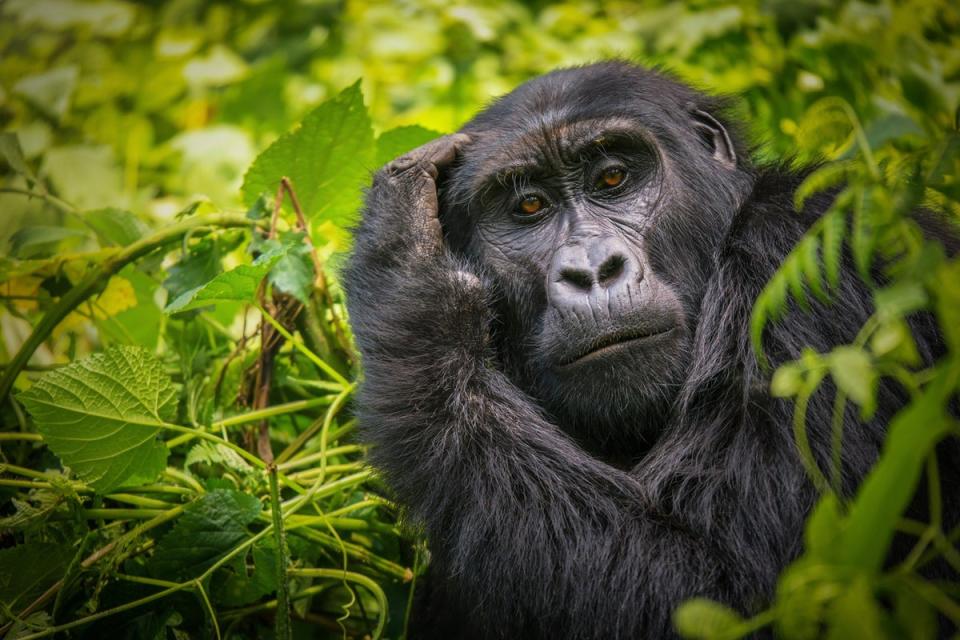 Uganda and Rwanda are two of the top places to see gorillas in the wild (Getty Images/iStockphoto)