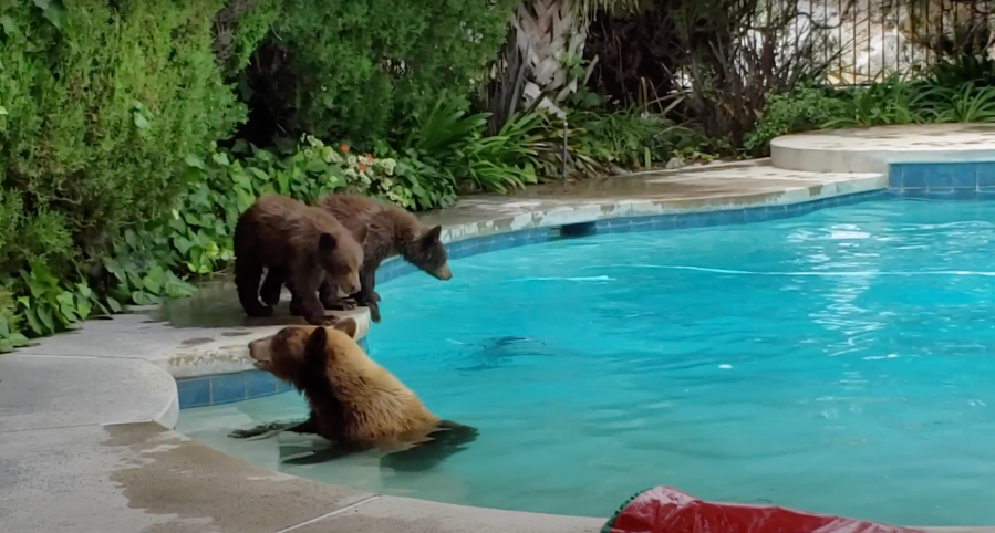 Mama bear and cubs enjoy quick swim in Tujunga backyard (Jon and Karen Von Gunten)