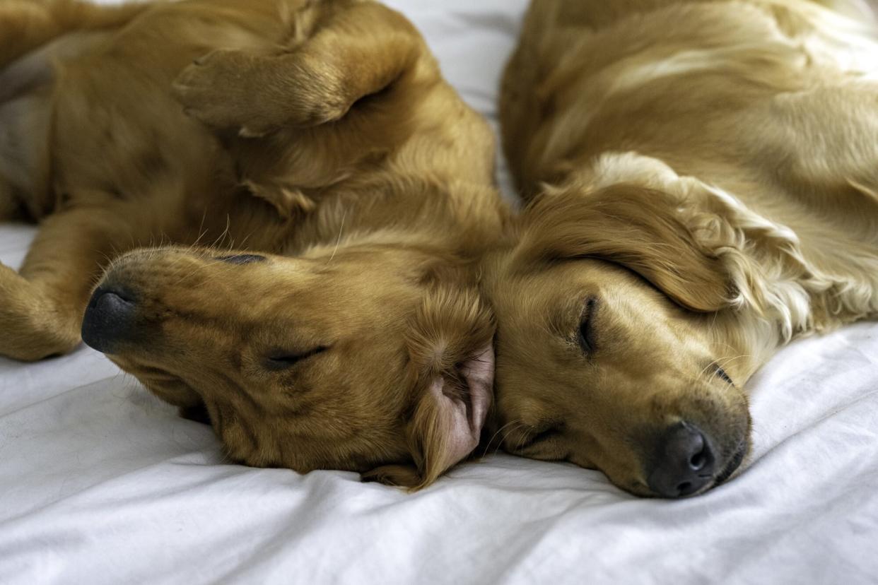 Two Sleeping Golden Retrievers Touching Heads