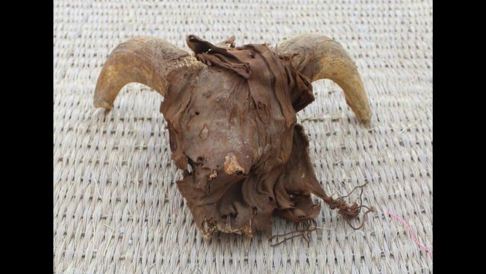 Along with the 2,000 ram heads (one is pictured above), researchers also found mummified remains of dogs, cows, deer and an ostrich.