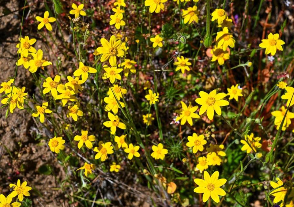 California goldfields bloom along the San Joaquin River Trail on Wednesday, April 12, 2023.