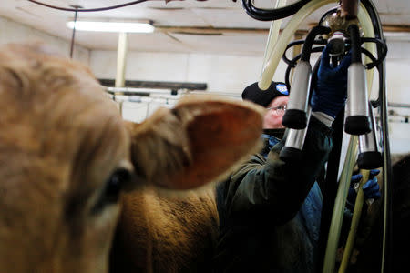 Dairy farmer Laura Stone milks the cows even though the milk will be discarded, after discovering the soil, hay, and the milk from the cows on the farm contain extremely high levels of PFAS chemicals resulting from a 1980's state program to fertilize the pastures with treated sludge waste and making the milk unsuitable for sale, at the Stoneridge Farm in Arundel, Maine, U.S., March 11, 2019. Picture taken March 11, 2019. REUTERS/Brian Snyder