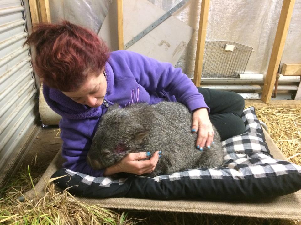 An injured wombat in the arms of Shelley Stafford. Source: Narbeview Wildlife Shelter