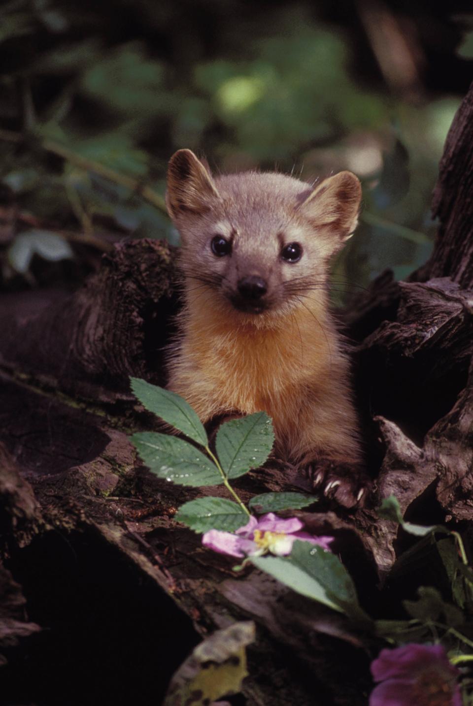 The American marten, also known as a pine marten, is listed as an endangered species in Wisconsin.