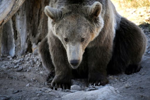 Farmers in France are angry at the introduction of brown bears, similar to this one pictured in a French wildlife park in 2018