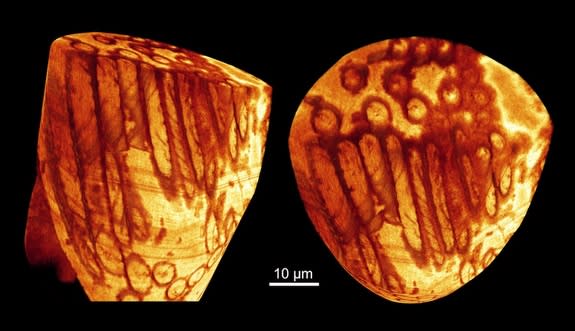 Three-dimensional reconstruction of the head of an adult sperm