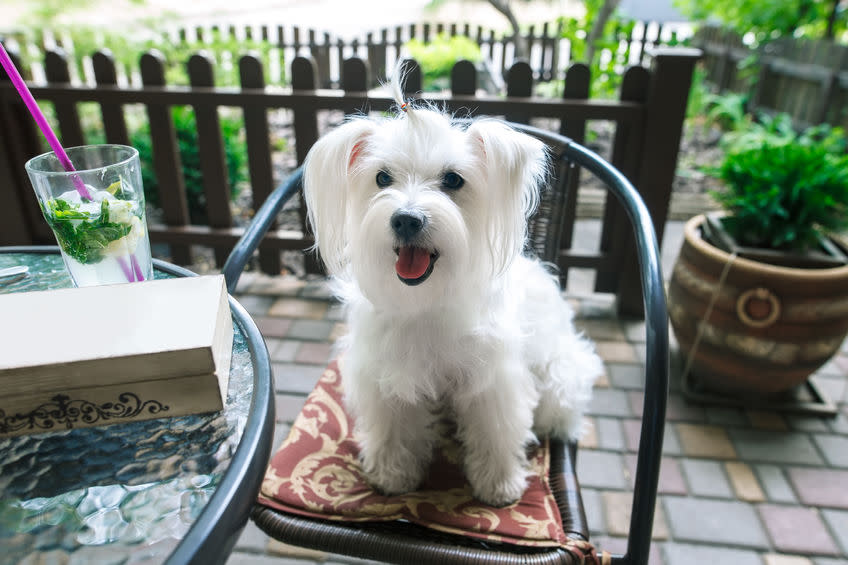 dog-friendly cafe singapore