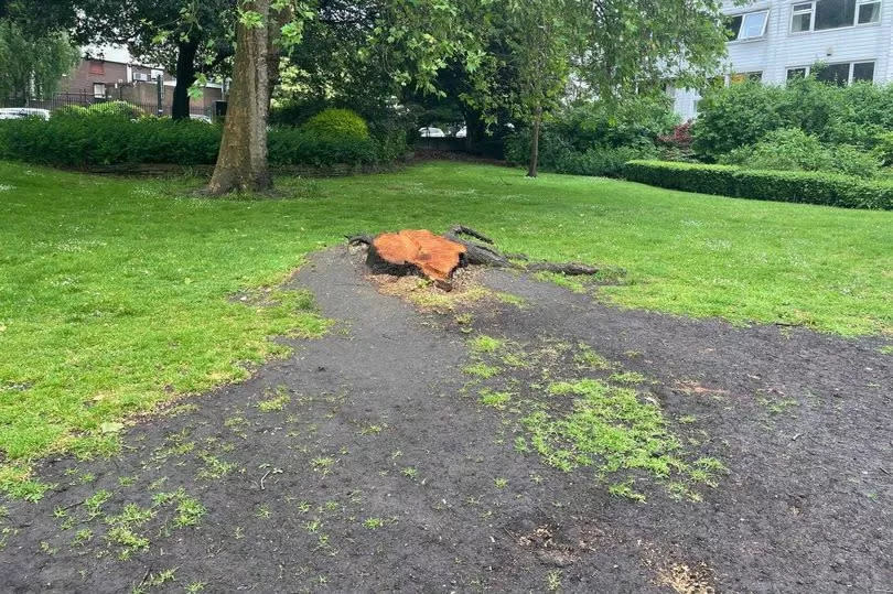 The remaining stump in Castle Gardens