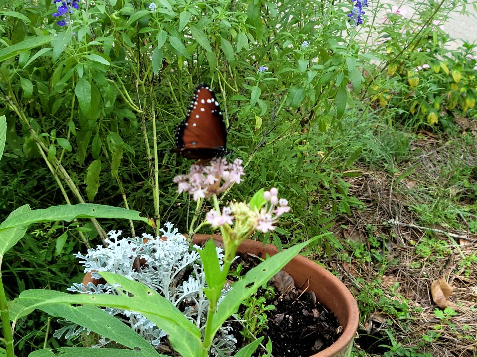 A queen butterfly finds sustenance and refuge on swamp milkweed, demonstrating a direct and essential connection between these butterflies and the plant's nectar resources.
