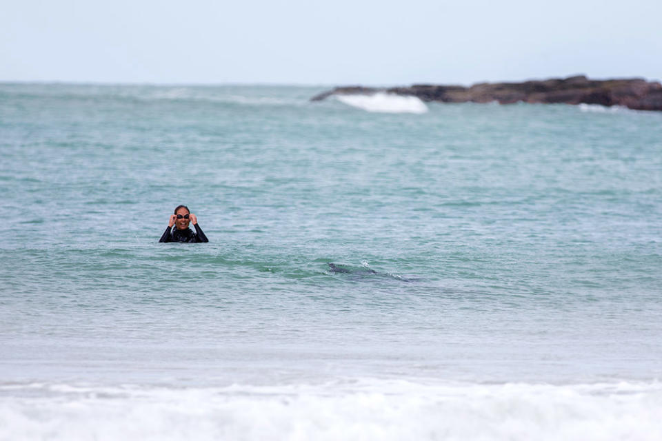 Sometimes curious dolphins will approach swimmers.