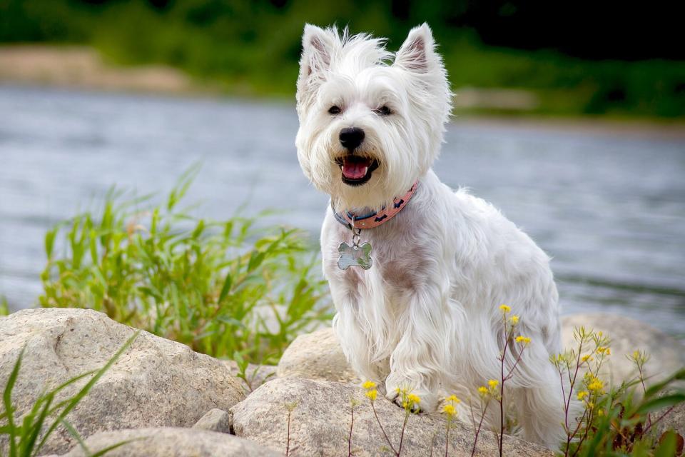 West highland terrier stands on rocks near river