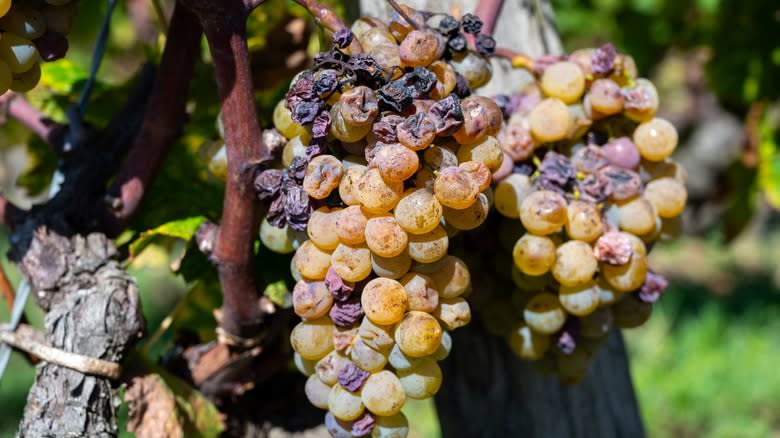 grape bunches with Noble Rot