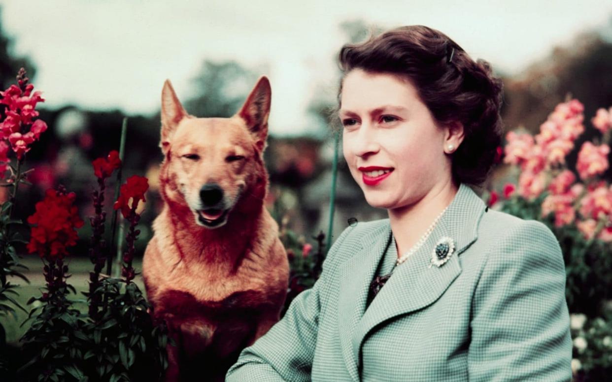 Queen Elizabeth was synonymous with owning corgis - Bettmann