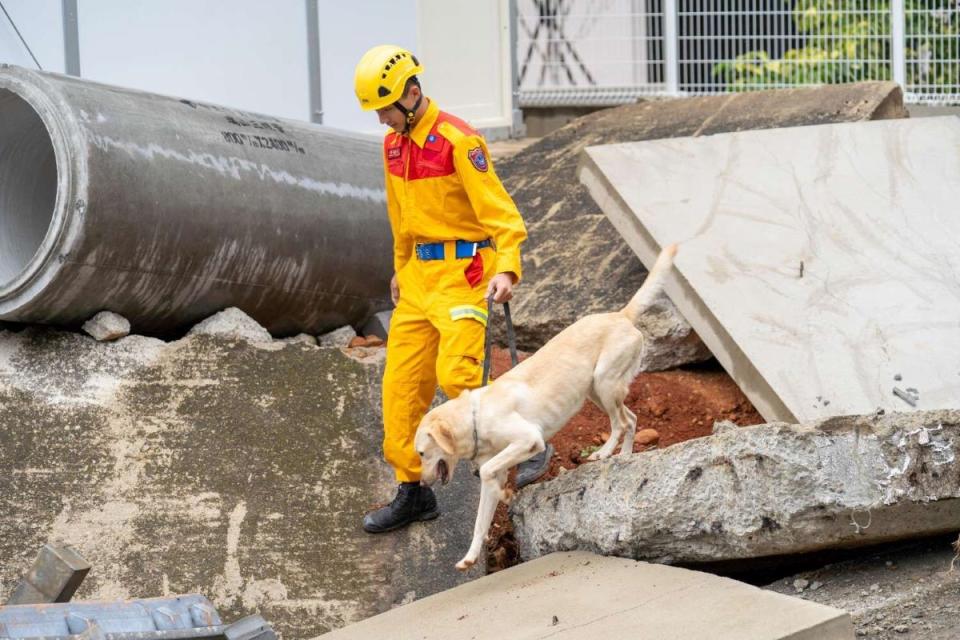 搜救犬以吠叫聲與領犬員連絡，吠叫也是訓練課程之一。（圖：市府提供）