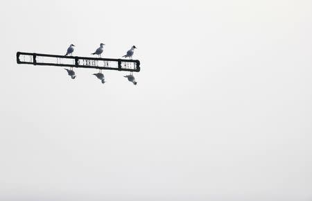 Black-headed gulls are reflected as they rest on a piece of metal in a saltwater marsh wildlife habitat on Wallasea island, in Essex, March 13, 2014. REUTERS/Andrew Winning