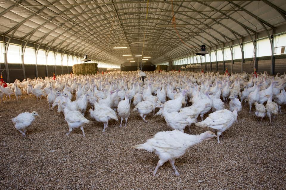 Domestic turkeys walking in a barn.