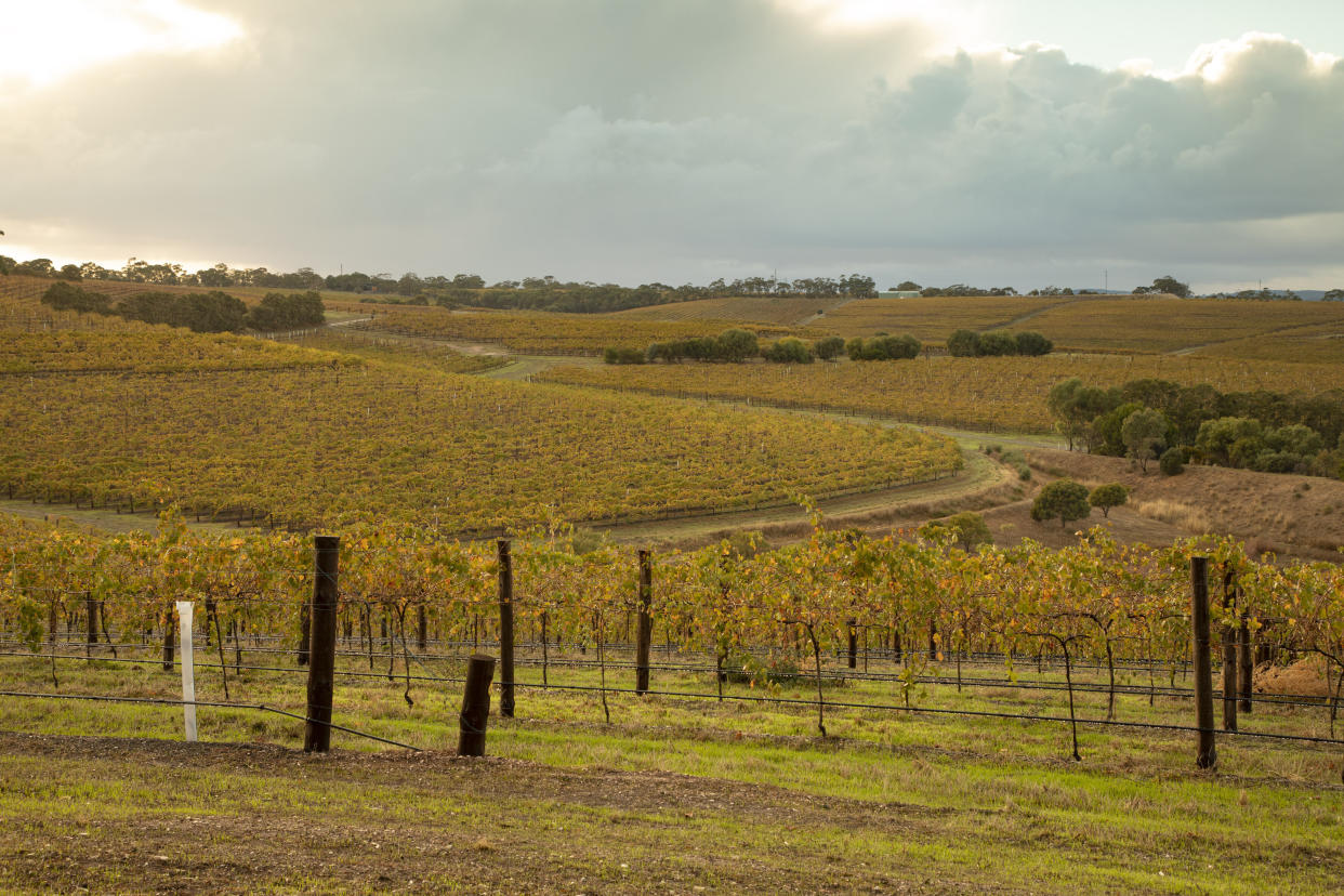 Mclaren Vale is a region in South Australia we shouldn't overlook. photo: Supplied