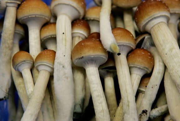 Magic mushrooms at a grow farm in the Netherlands.