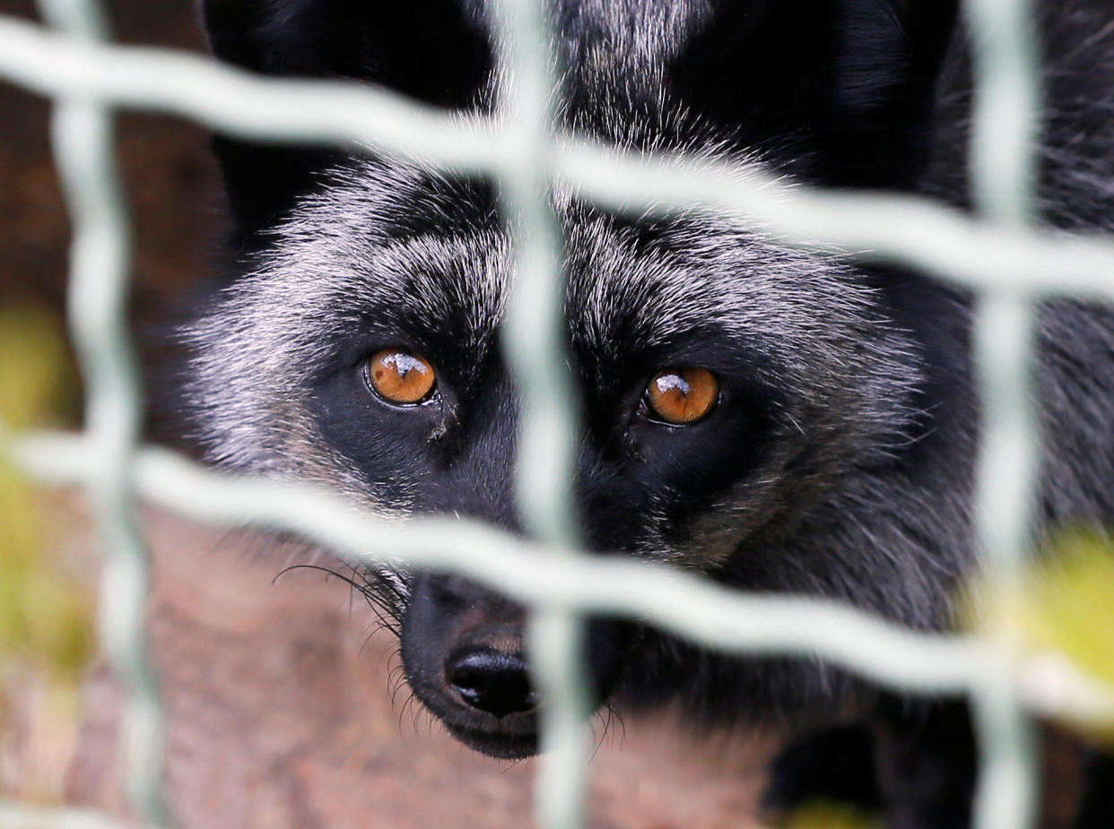 A raccoon dog in its enclosure.