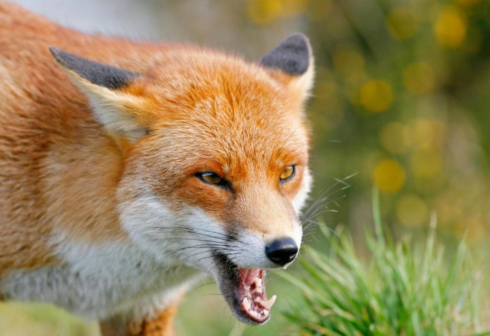 Experts believe the pattern of deaths suggests some cats were hit by vehicles then mutiliated by foxes