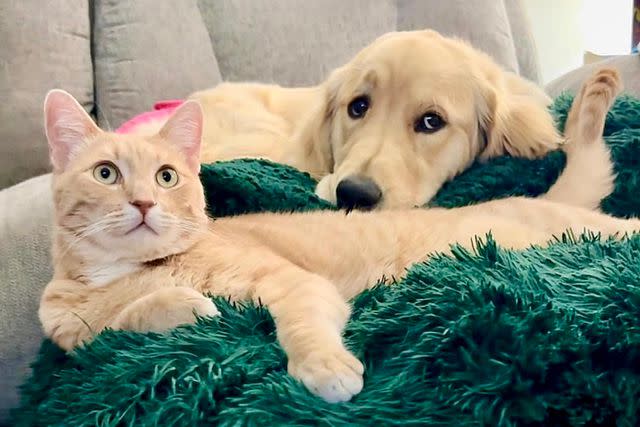 <p>Dayshun Stevens</p> Fred the cat and Sunny the golden retriever