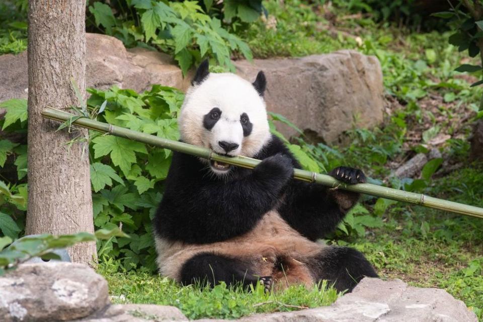 Bei Bei | Smithsonian’s National Zoo