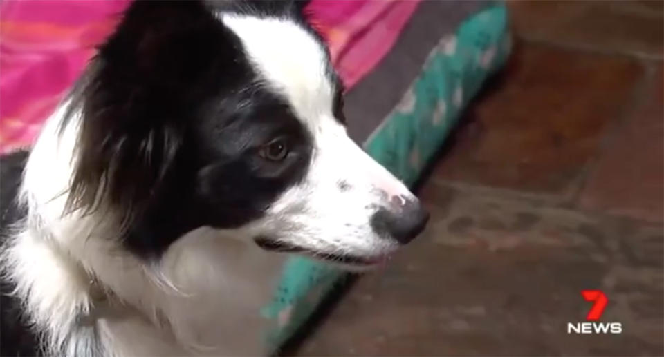 While there was a knock at the door, border collie Rosie jumped up to the table and ate a meal containing onions, which is harmful to dogs. Source: 7 News