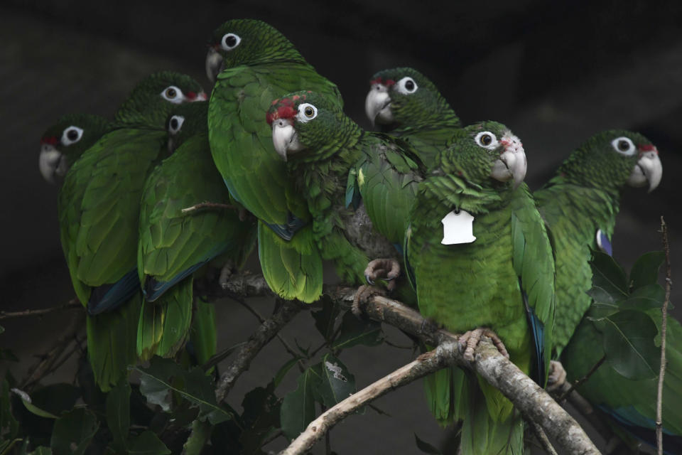 En esta imagen, tomada el 6 de noviembre de 2018, ejemplares de cotorra puertorriqueña sobre una rama en una jaula en las instalaciones de la Pajarera Iguaca en El Yunque, donde el Servicio de Pesca y Vida Silvestre de EEUU desarrolla un programa de recuperación de la especie junto al Servicio Forestal de EEUU y el Departamento de Recursos Naturales de Puerto Rico, en Río Grande, Puerto Rico. Los biólogos están intentando salvar los últimos ejemplares de cotorra puertorriqueña luego de que más de la mitad de la población de aves de color verde brillante desaparecieron tras el paso del huracán María por Puerto Rico, que destruyó su hábitat y fuentes de alimento. (AP Foto/Carlos Giusti)