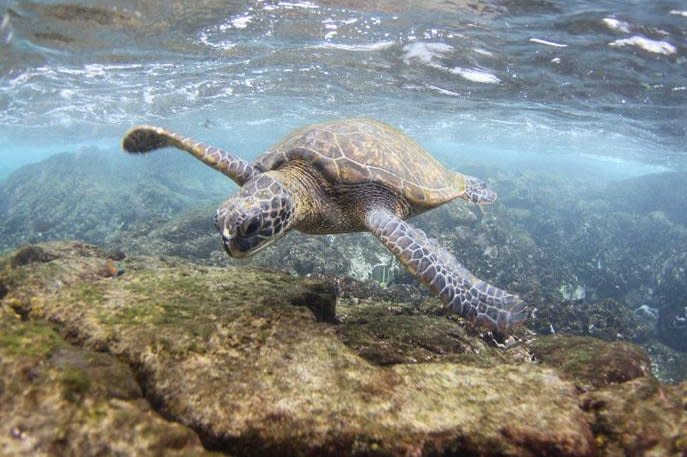 Among the endangered species are the Central South Pacific and East Pacific green turtle populations, according to Monday's IUCN Red List report. Warmer waters have decreased hatching success while rising sea levels flood nests. Photo courtesy of NOAA