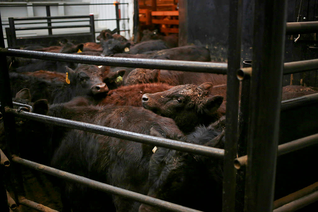 Cattle Auction At The Kentucky-Tennessee Livestock Market