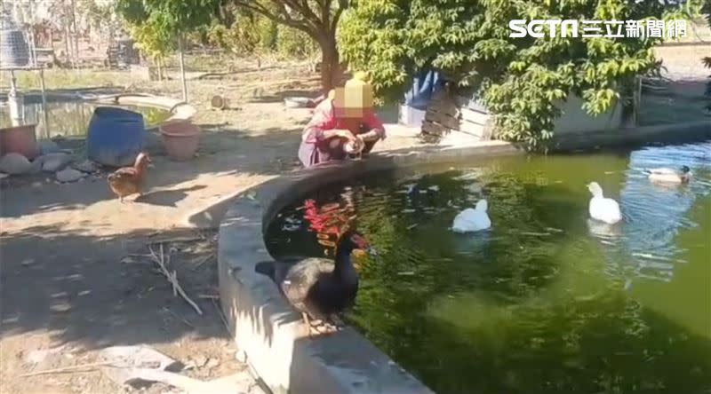 高雄一名薛姓婦人飼養上萬元的寵物鴨，疑似因為被「天公生」鞭炮聲嚇到離家出走。（圖／翻攝畫面）