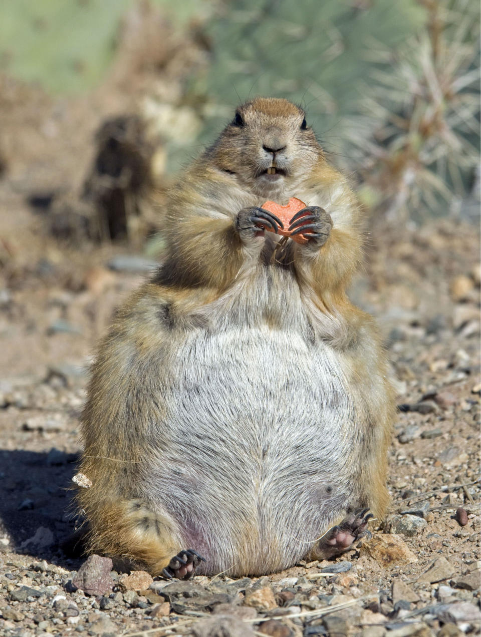 This porky critter seems to have piled on the pounds this Christmas. The black-tailed Prairie Dog has not had enough to eat despite its rotund stomach - the animal is seen clutching a snack in its paws (Mark Newman/FLPA/Rex Features)