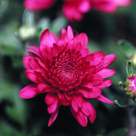 Chrysanthemum