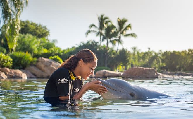 Swim with dolphins at Discovery Cove.